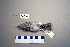  (Ficedula semitorquata - UWBM 64718)  @14 [ ] Copyright (2008) Unspecified Burke Museum of Natural History and Culture