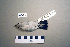  (Ficedula albicollis - UWBM 49299)  @13 [ ] Copyright (2008) Unspecified Burke Museum of Natural History and Culture