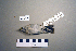  ( - UWBM 49388)  @13 [ ] Copyright (2008) Unspecified Burke Museum of Natural History and Culture