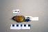  (Ficedula hyperythra - UWBM 67484)  @13 [ ] Copyright (2008) Unspecified Burke Museum of Natural History and Culture