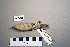  ( - UWBM 46510)  @13 [ ] Copyright (2008) Unspecified Burke Museum of Natural History and Culture