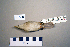 ( - UWBM 46386)  @13 [ ] Copyright (2008) Unspecified Burke Museum of Natural History and Culture