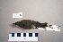  (Iduna - UWBM 46386)  @14 [ ] Copyright (2008) Unspecified Burke Museum of Natural History and Culture
