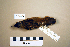  (Helopsaltes certhiola - UWBM 73425)  @14 [ ] Copyright (2008) Unspecified Burke Museum of Natural History and Culture