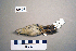  ( - UWBM 61505)  @13 [ ] Copyright (2008) Unspecified Burke Museum of Natural History and Culture