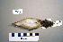  (Helopsaltes ochotensis - UWBM 47260)  @14 [ ] Copyright (2008) Unspecified Burke Museum of Natural History and Culture