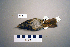  ( - UWBM 59669)  @14 [ ] Copyright (2008) Unspecified Burke Museum of Natural History and Culture