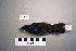  ( - UWBM 59669)  @14 [ ] Copyright (2008) Unspecified Burke Museum of Natural History and Culture