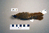  (Luscinia megarhynchos - UWBM 46491)  @14 [ ] Copyright (2008) Unspecified Burke Museum of Natural History and Culture