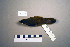  ( - UWBM 82215)  @13 [ ] Copyright (2008) Unspecified Burke Museum of Natural History and Culture