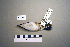  ( - UWBM 47130)  @13 [ ] Copyright (2008) Unspecified Burke Museum of Natural History and Culture