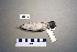  ( - UWBM 51739)  @13 [ ] Copyright (2008) Unspecified Burke Museum of Natural History and Culture