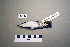  ( - UWBM 52522)  @13 [ ] Copyright (2008) Unspecified Burke Museum of Natural History and Culture