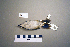  ( - UWBM 74757)  @13 [ ] Copyright (2008) Unspecified Burke Museum of Natural History and Culture