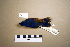  ( - UWBM 74757)  @14 [ ] Copyright (2008) Unspecified Burke Museum of Natural History and Culture