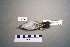  ( - UWBM 59709)  @13 [ ] Copyright (2008) Unspecified Burke Museum of Natural History and Culture
