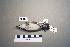  ( - UWBM 46940)  @13 [ ] Copyright (2008) Unspecified Burke Museum of Natural History and Culture