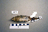  ( - UWBM 74235)  @14 [ ] Copyright (2008) Unspecified Burke Museum of Natural History and Culture