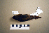  ( - UWBM 74235)  @14 [ ] Copyright (2008) Unspecified Burke Museum of Natural History and Culture