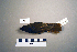  ( - UWBM 49411)  @14 [ ] Copyright (2008) Unspecified Burke Museum of Natural History and Culture