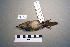  (Luscinia luscinia - UWBM 49179)  @14 [ ] Copyright (2008) Unspecified Burke Museum of Natural History and Culture