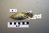  ( - UWBM 66539)  @13 [ ] Copyright (2008) Unspecified Burke Museum of Natural History and Culture