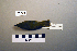  ( - UWBM 57973)  @13 [ ] Copyright (2008) Unspecified Burke Museum of Natural History and Culture