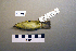  ( - UWBM 51101)  @13 [ ] Copyright (2008) Unspecified Burke Museum of Natural History and Culture