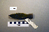  ( - UWBM 51101)  @13 [ ] Copyright (2008) Unspecified Burke Museum of Natural History and Culture