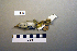  ( - UWBM 74909)  @13 [ ] Copyright (2008) Unspecified Burke Museum of Natural History and Culture