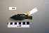  ( - UWBM 74909)  @14 [ ] Copyright (2008) Unspecified Burke Museum of Natural History and Culture