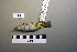  ( - UWBM 72043)  @13 [ ] Copyright (2008) Unspecified Burke Museum of Natural History and Culture