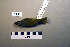  ( - UWBM 72043)  @14 [ ] Copyright (2008) Unspecified Burke Museum of Natural History and Culture
