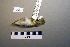  ( - UWBM 72206)  @13 [ ] Copyright (2008) Unspecified Burke Museum of Natural History and Culture