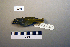  ( - UWBM 72206)  @14 [ ] Copyright (2008) Unspecified Burke Museum of Natural History and Culture