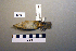  (Phylloscopus fuscatus - UWBM 59684)  @13 [ ] Copyright (2008) Unspecified Burke Museum of Natural History and Culture