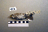 ( - UWBM 44282)  @13 [ ] Copyright (2008) Unspecified Burke Museum of Natural History and Culture