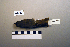  ( - UWBM 44282)  @13 [ ] Copyright (2008) Unspecified Burke Museum of Natural History and Culture