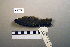  ( - UWBM 44571)  @13 [ ] Copyright (2008) Unspecified Burke Museum of Natural History and Culture