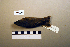  ( - UWBM 74629)  @13 [ ] Copyright (2008) Unspecified Burke Museum of Natural History and Culture