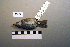  ( - UWBM 58009)  @14 [ ] Copyright (2008) Unspecified Burke Museum of Natural History and Culture