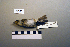  ( - UWBM 59998)  @13 [ ] Copyright (2008) Unspecified Burke Museum of Natural History and Culture