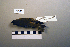  ( - UWBM 59998)  @13 [ ] Copyright (2008) Unspecified Burke Museum of Natural History and Culture