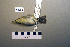  ( - UWBM 82284)  @13 [ ] Copyright (2008) Unspecified Burke Museum of Natural History and Culture