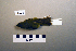  ( - UWBM 82284)  @13 [ ] Copyright (2008) Unspecified Burke Museum of Natural History and Culture
