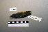 ( - UWBM 59696)  @13 [ ] Copyright (2008) Unspecified Burke Museum of Natural History and Culture