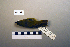  (Phylloscopus borealis - UWBM 56532)  @14 [ ] Copyright (2008) Unspecified Burke Museum of Natural History and Culture