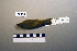  ( - UWBM 46413)  @13 [ ] Copyright (2008) Unspecified Burke Museum of Natural History and Culture