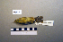  (Phylloscopus griseolus - UWBM 66478)  @13 [ ] Copyright (2008) Unspecified Burke Museum of Natural History and Culture