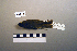  ( - UWBM 66478)  @13 [ ] Copyright (2008) Unspecified Burke Museum of Natural History and Culture